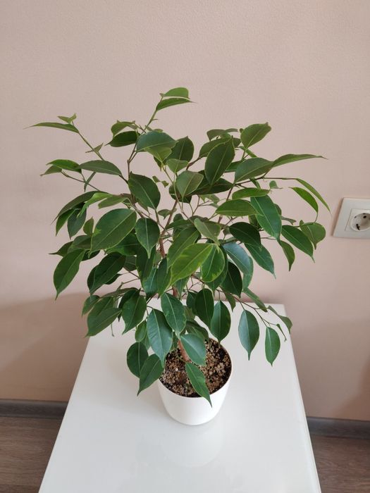 Фикус ( комнатное растение)