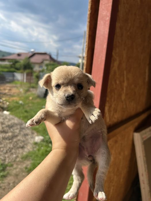 Catei talie mica . Sunt 3 fetițe superbe și foarte energice .