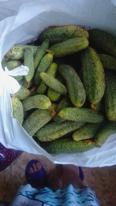 Продам огурчики мелкие