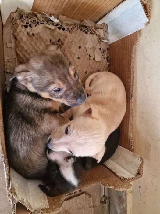 Подарявам ваксинирани кученца