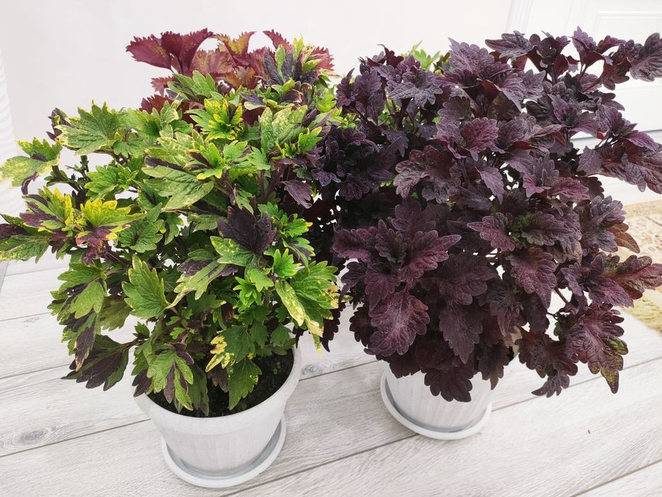 Комнатные растения, доставка