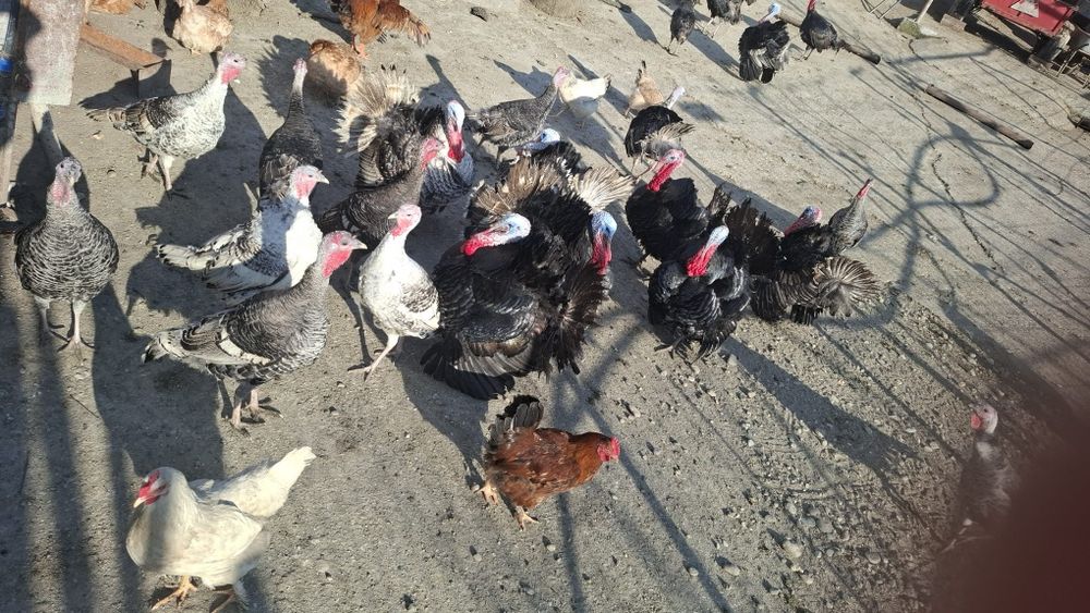 Curcani romanesti crescuti la curte.