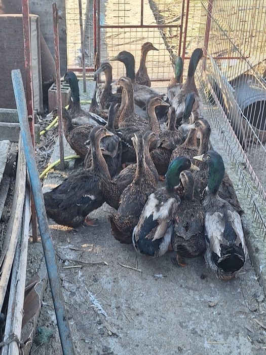 Vind pui de ruen o zi si mai multe felul