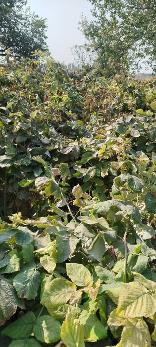 Малина кучати июндан ночбргача хосил беради йилда 2 марта