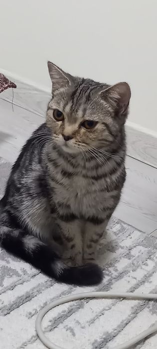 Отдаем кошек породистые