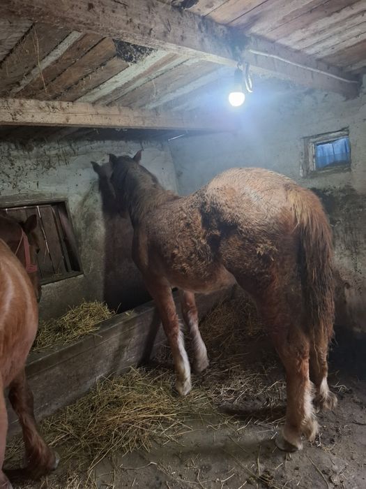 Vănd mănză de opt luni cuminte