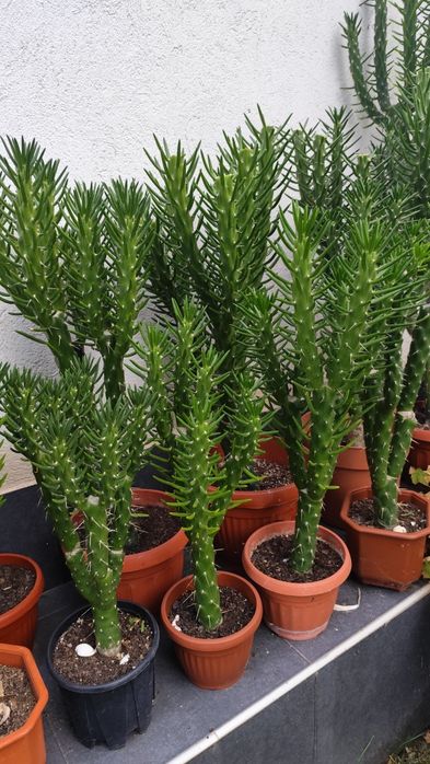 Продавам кактуси Austrocylindropuntia subulata, известен като кактус „Иглата на Ева“ (Eve’s needle).