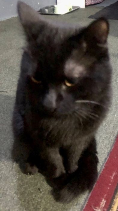 Отдам кошку в хорошие руки