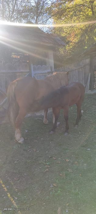 Vând iapa (7 ani)+mânz și iapa (2 ani)