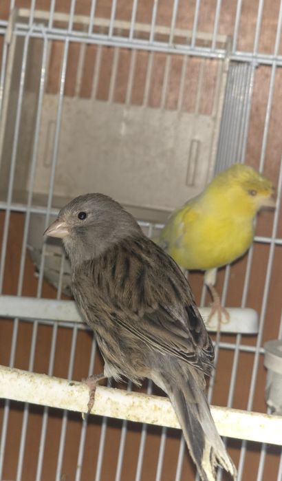 Vând canari timbrado