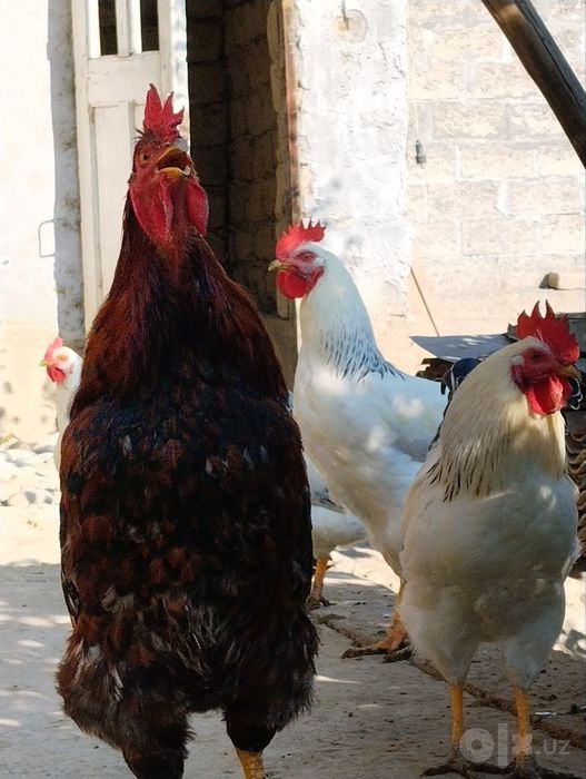 Ximxian va adliriski xoʻrozlari qoldi
