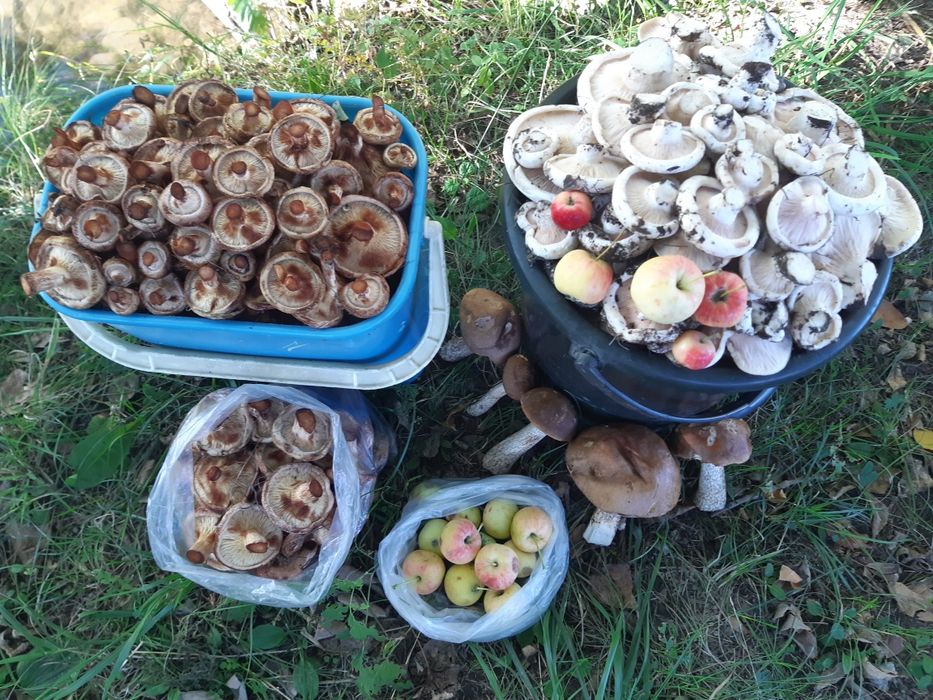 Продам грибы грузди 1500