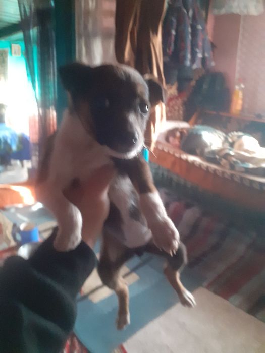 Donez fetita amstaff