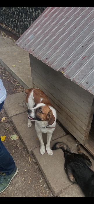 Catei spre adoptie