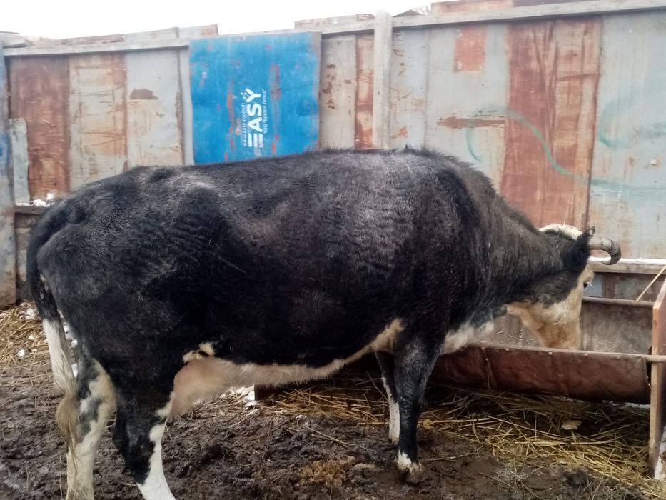 Семиз сиыр сатылады