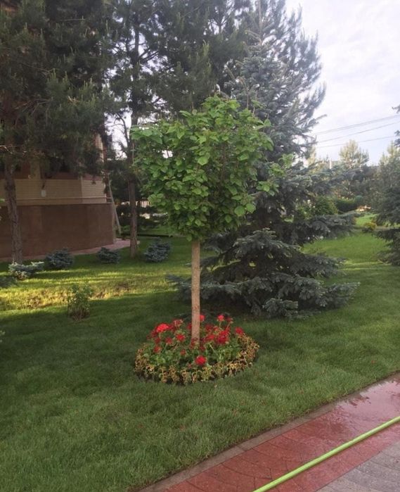 Спил дерево и обрезка