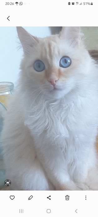 Отдам кота в.добрые.руки