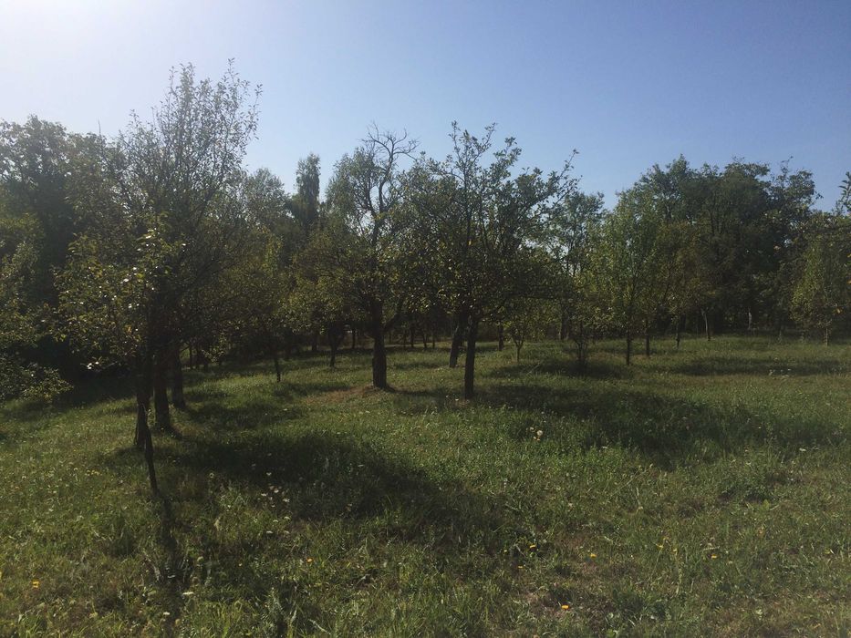 Teren intravilan de vanzare in Drajna de Sus
