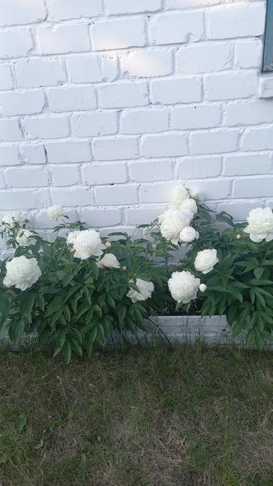 Продам дом в с.Бесколь