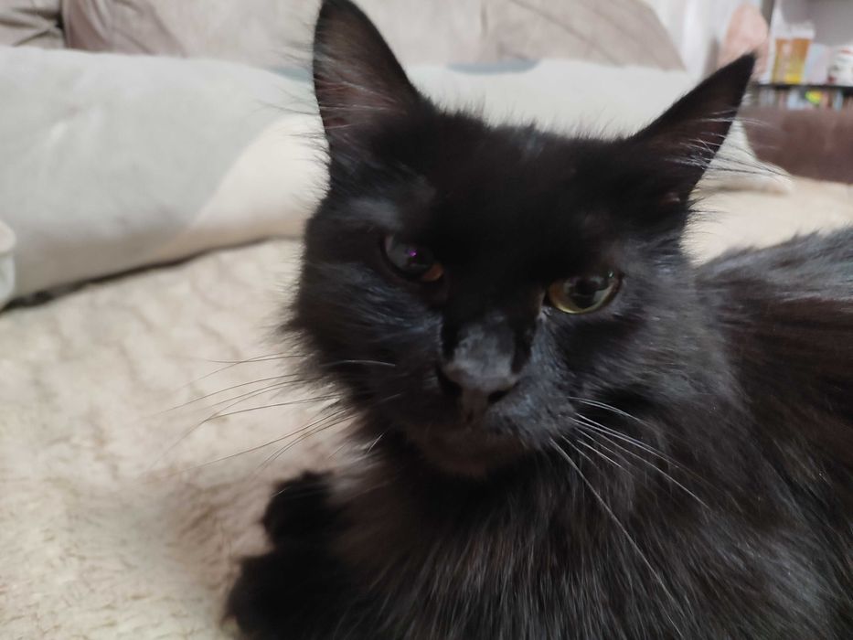 Ищем любящую семью