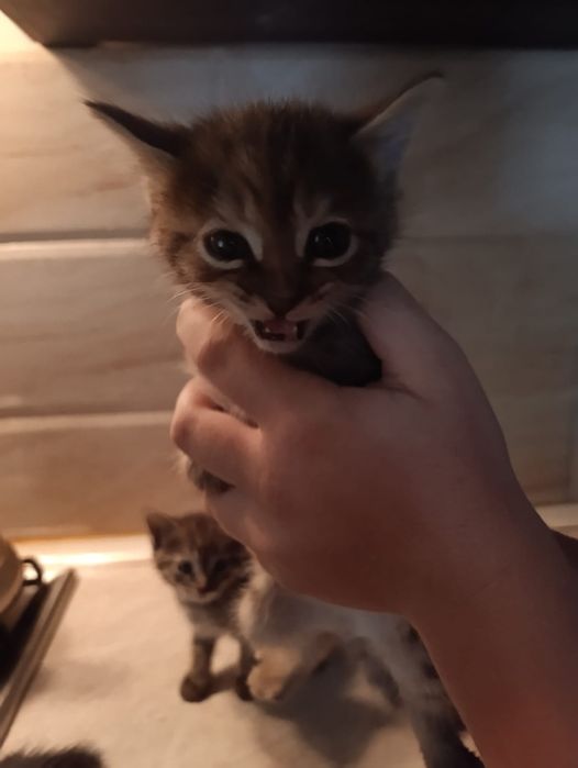 Отдам в добрые руки