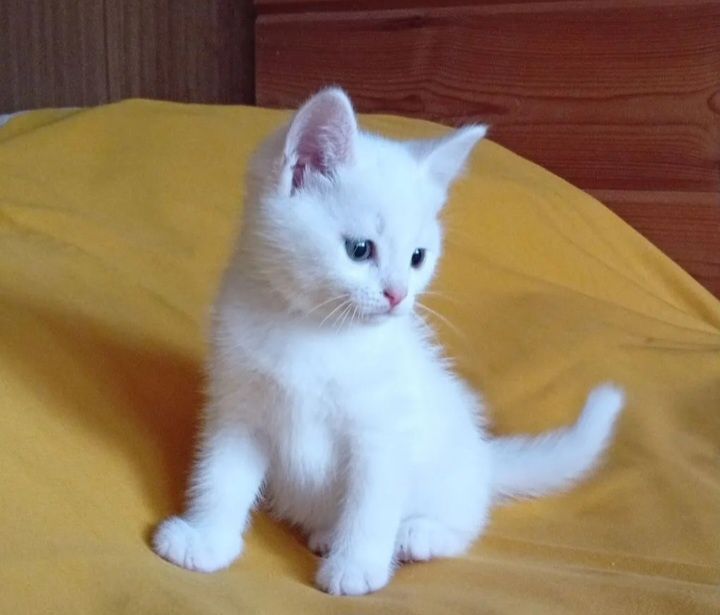 Котята Турецкая Ангора