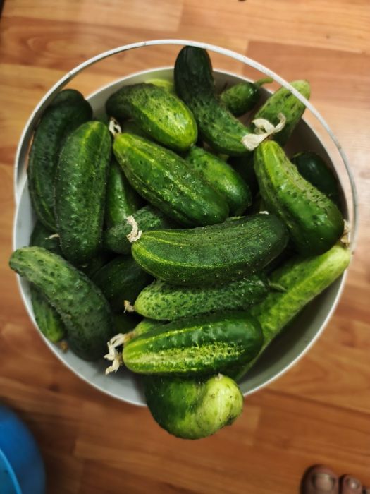 Огурцы дачные. Вкусные