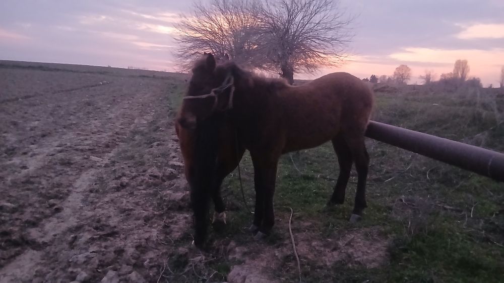 Biya sotiladi ona bola