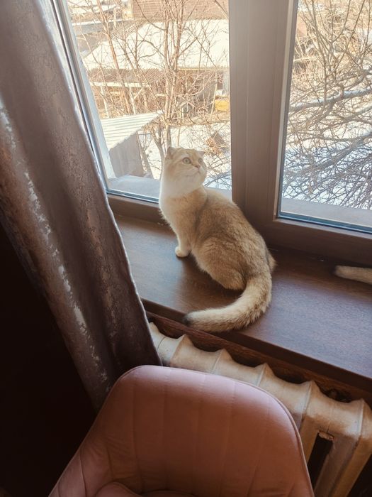 6 мес Шиншилла фолд ny25