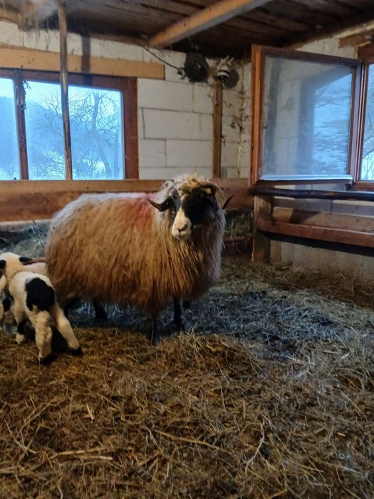 Vând oaie cu 2 miei