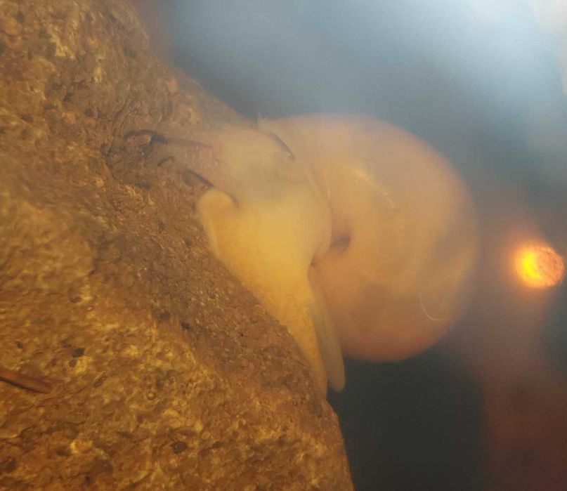 Улитки Ампулярии коричневые