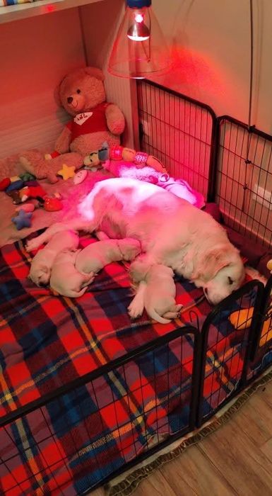 Голдън ретривър момченце родословен баща