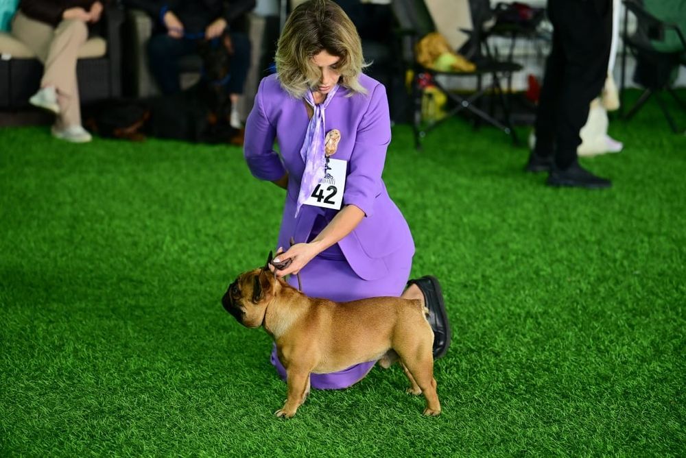 Французский бульдог вязка