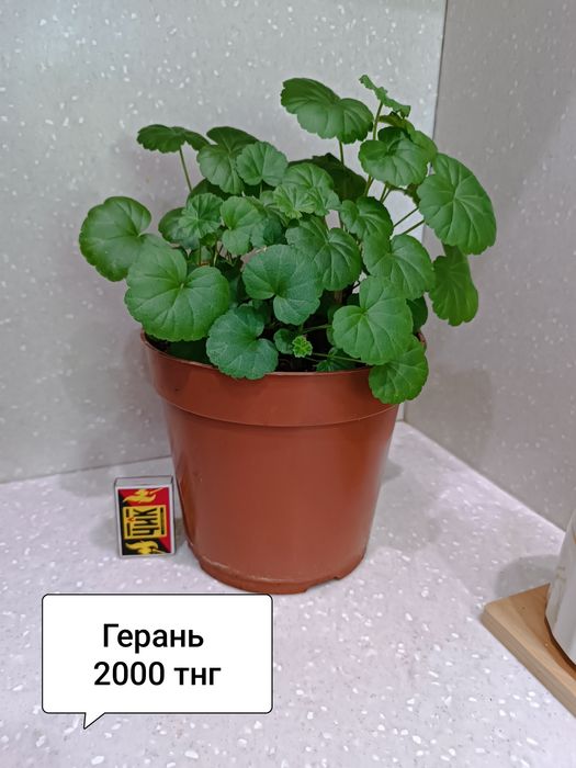 Комнатные цветы для дома