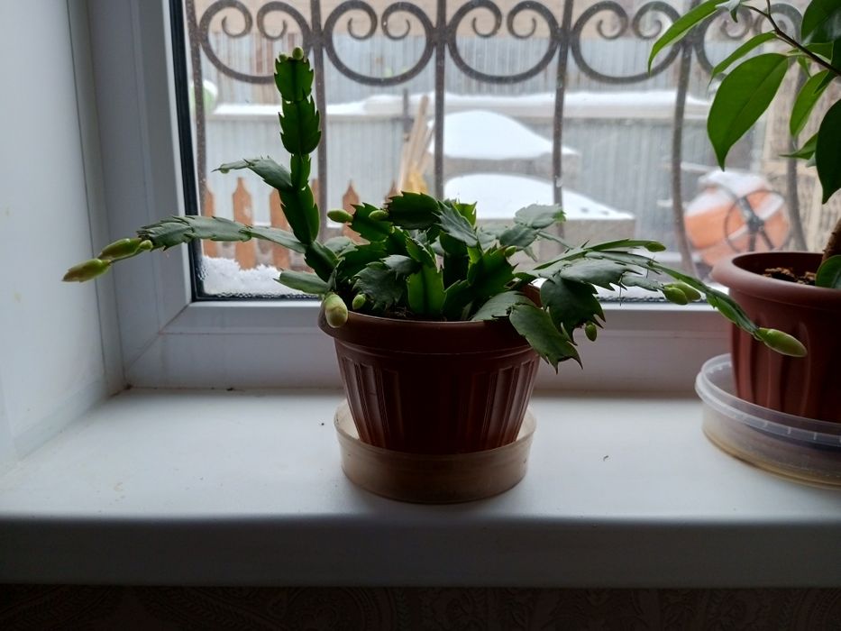 Комнатные растения