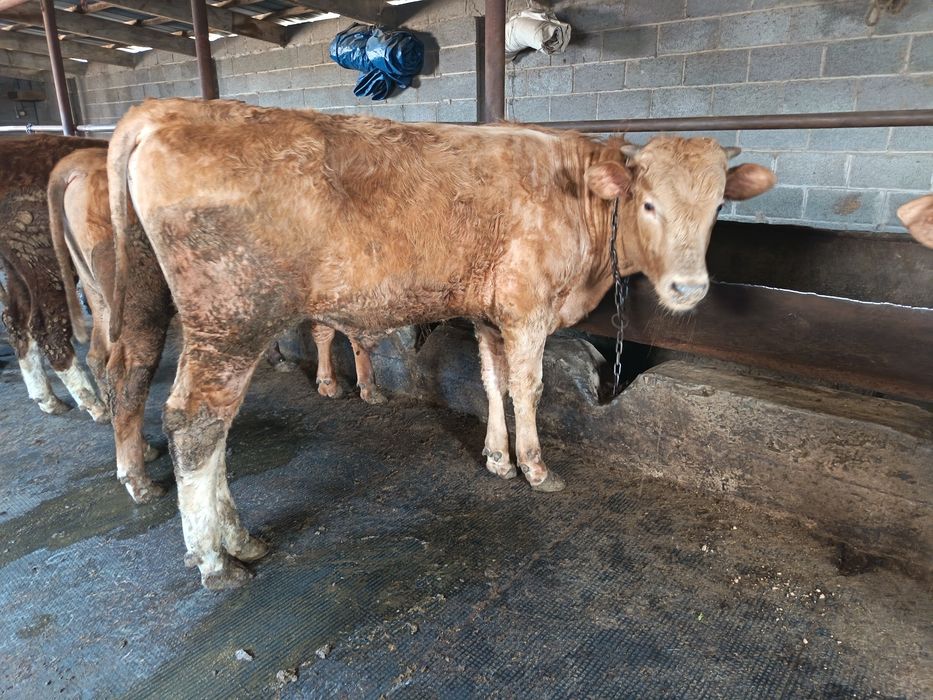 Продам породистых Быков!