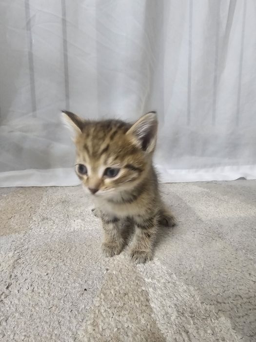 Отдам котят в хорошие руки
