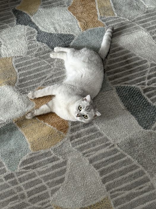 Продается кошка, британская короткошерстная