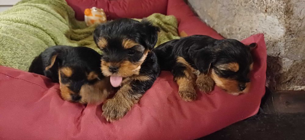 Йоркширски териер