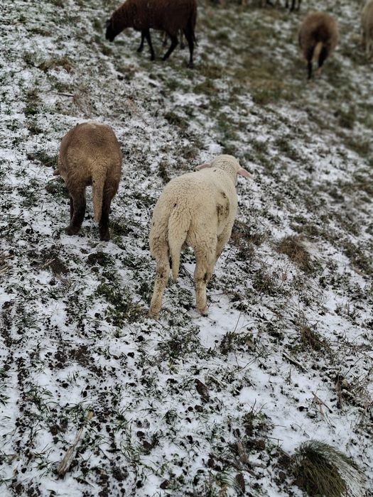 Miei de lapte de vânzare