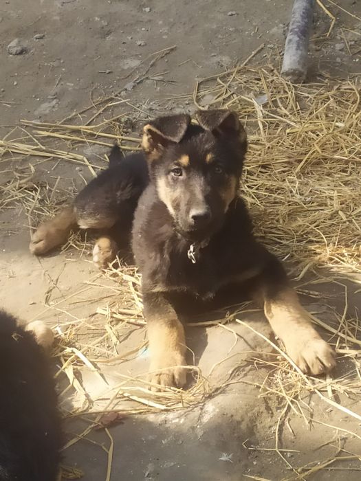 к продаже щенки овчарки