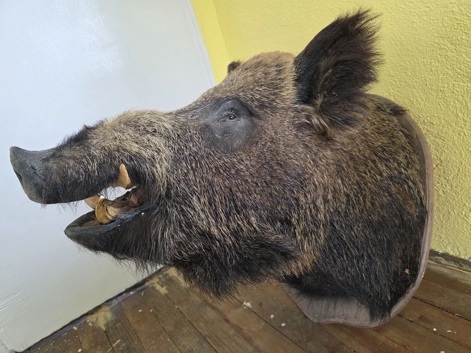 Продавам препарирано диво прасе. Глиган. Без забележки