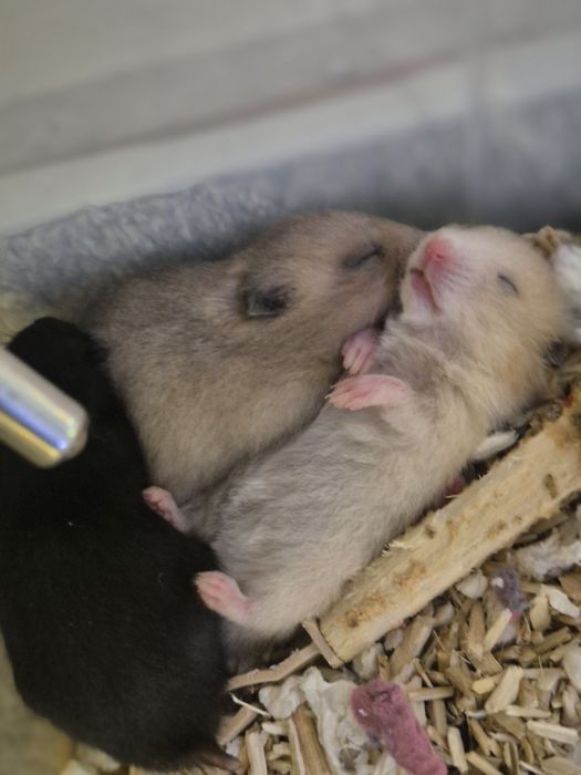 Hamsteri Sirieni Constanta