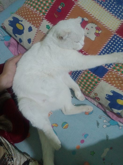 Scottish Fold zotli oppoq mushukcha sotiladi!