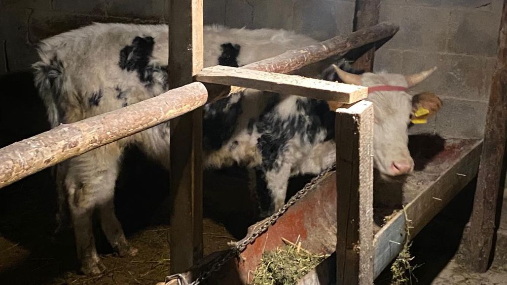 Бука 1,5жасар...