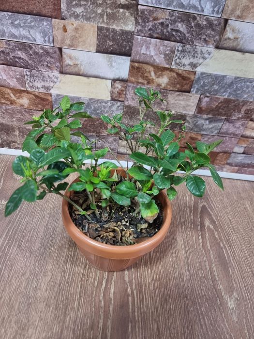 Gardeniya Гардения daraxt guli Adaptatsyadan o'tgan tayyor holatda Ich