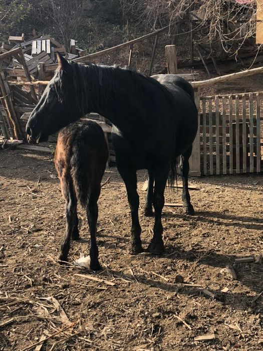 Кобыла тяжеловоз с жеребёнком