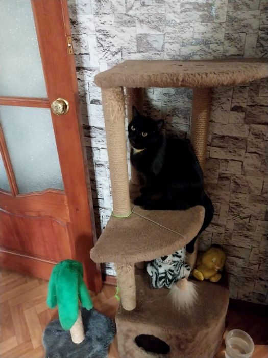 Отдам кошечку а частный дом