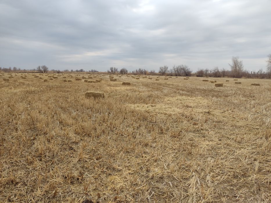 Sholi somon sotiladi