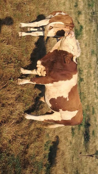 Taur de vânzare bun pentru reproductie.
